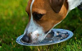 how much water should a puppy drink in a day