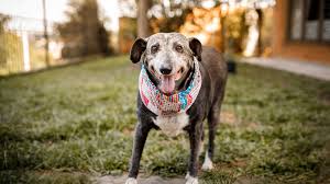 Happy senior dog