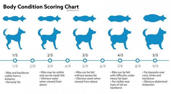 https://www.passionatelypets.com/blog/wp-content/uploads/2022/03/dog-body-condition-chart.jpg