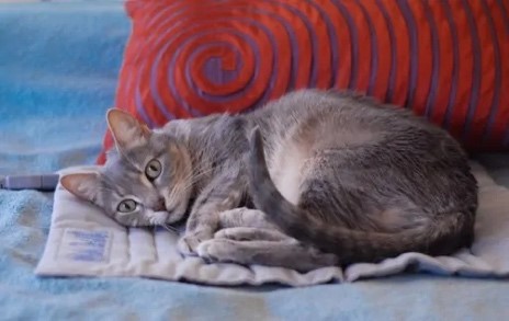 Winter Pet Safety Tips - Passionately Pets