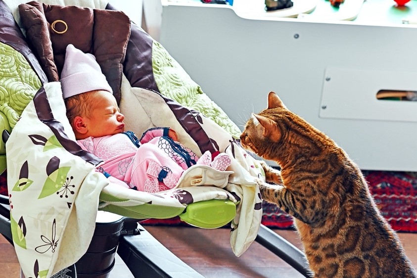 How To Tell If Your Cat Is Stressed And What You Can Do To Help ... - Cat Anxiety Treatment And New Pets Touch And Affection