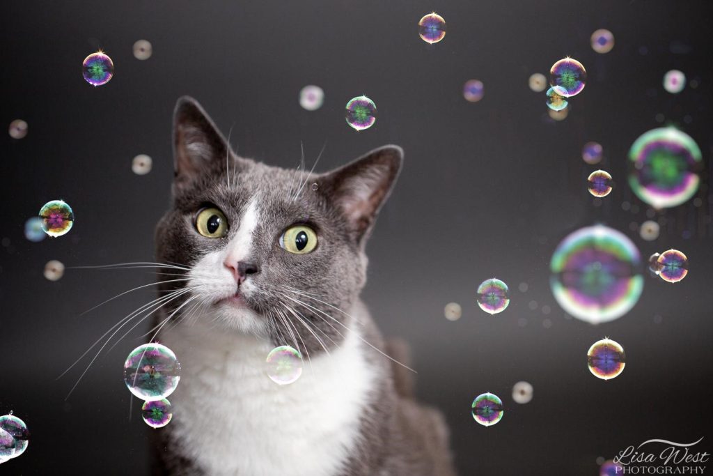9 Easy Things You Should Regularly Be Doing With Your Cat ...