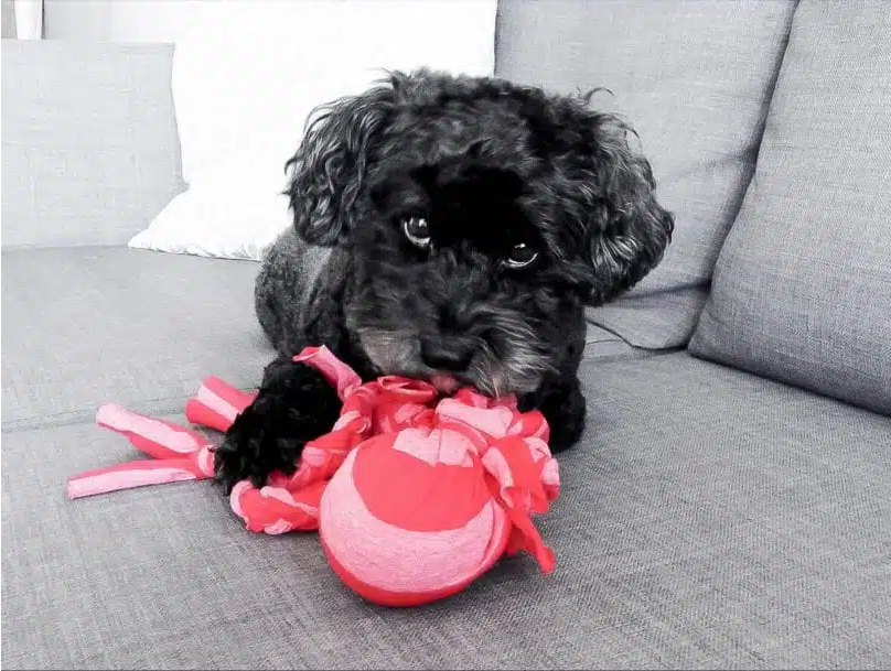 Pet Parenting On A Budget 6 DIY Items That Can Be Used As Dog Toys