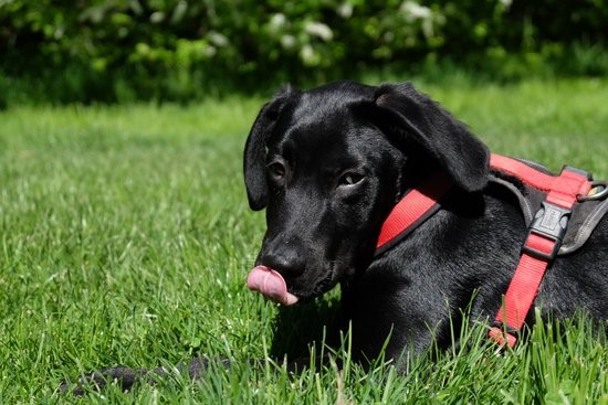 Image showcasing Why Does My Dog Eat Grass? - Passionately Pets