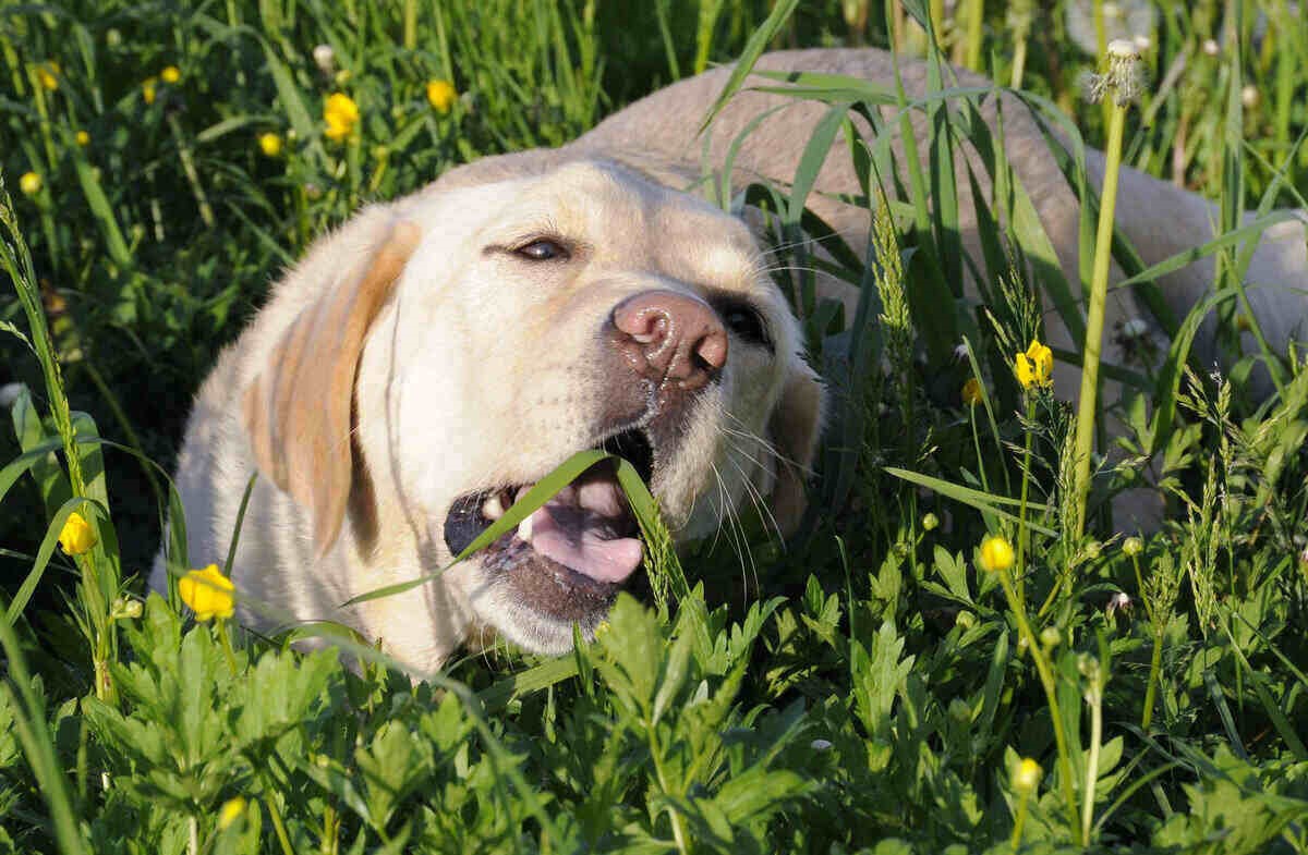 Image showcasing Why Does My Dog Eat Grass? - Passionately Pets
