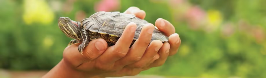 Pet Turtles for Kids: Should You Get One? - PetHelpful