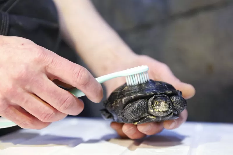 Turtles Brushing What You Need To Know To Decide If A Turtle Is The Right Pet For You ...
