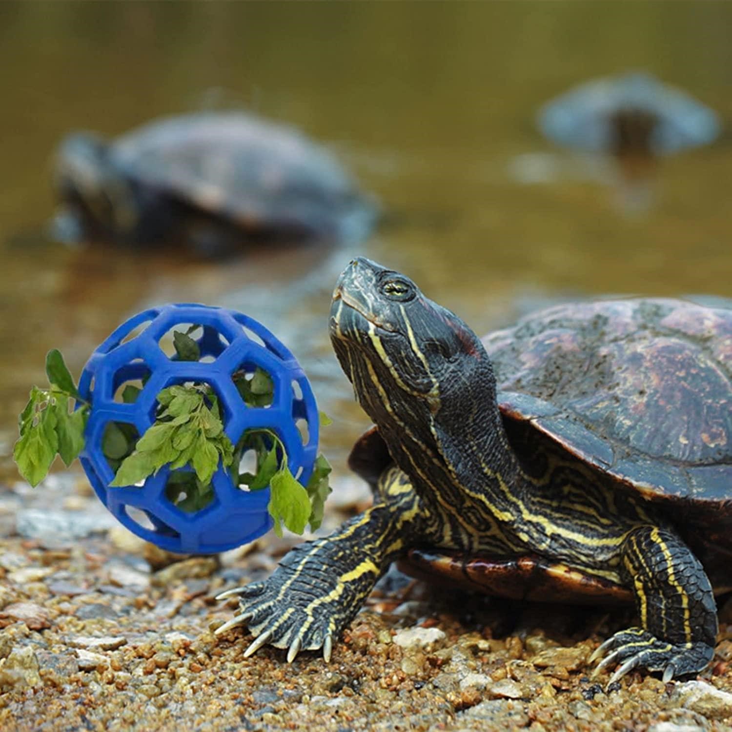 What You Need To Know To Decide If A Turtle Is The Right Pet For You