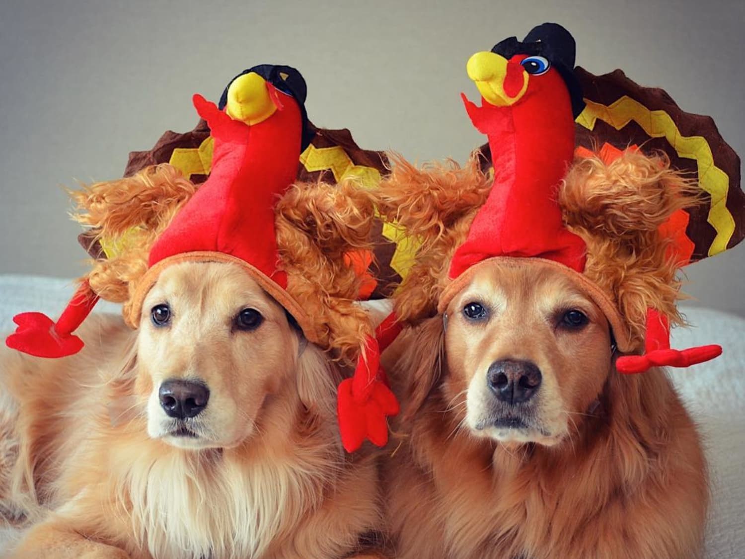 How to Ensure Your Dog and Your Guests Have A Safe Thanksgiving ...