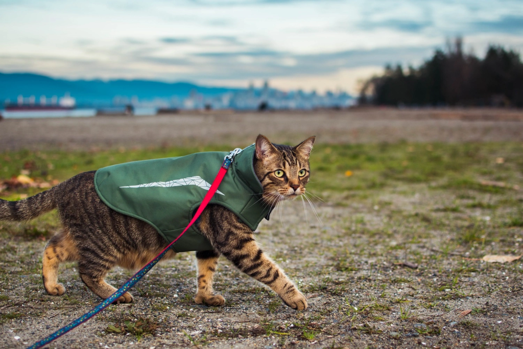 How to Safely Get Your Cat Comfortable Walking on a Leash ...