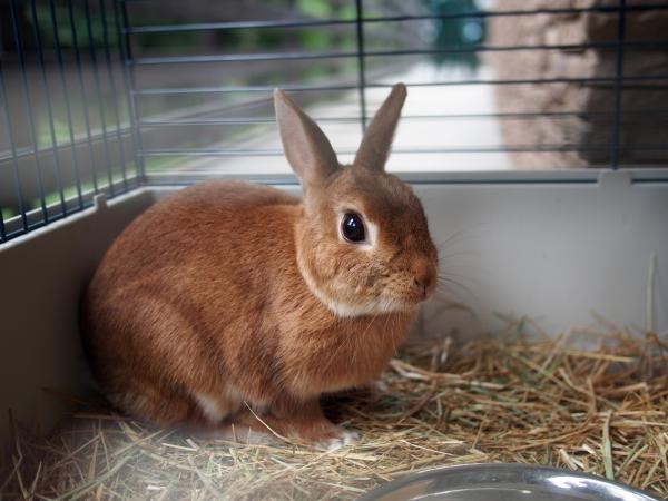 Everything You Need To Know Before Getting Your First Rabbit ...