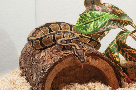 Snake Owner Snake Care 101: Embracing Serpentine Companionship - Passionately Pets